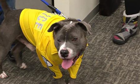 un perro fue diagnosticado con cancer terminal y le cumplieron un ultimo deseo un perro fue diagnosticado con cancer terminal y le cumplieron un ultimo deseo