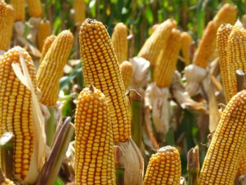 Congreso Maizar 2026: política, innovación y agregado de valor, en el centro de la agenda del maíz y el sorgo Congreso Maizar 2026: política, innovación y agregado de valor, en el centro de la agenda del maíz y el sorgo