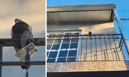 coronda: hallaron una paloma que iba hacia la carcel con un celular pegado en sus patas coronda: hallaron una paloma que iba hacia la carcel con un celular pegado en sus patas