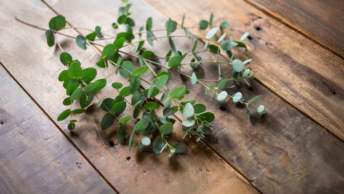 Las hojas de eucalipto ayudan a mantener la heladera fresca, sin olores y con mejor conservaci&oacute;n de los alimentos.