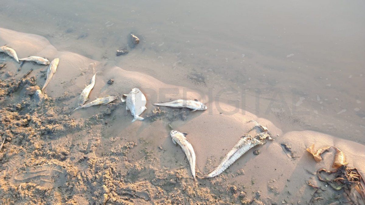 La orilla de la laguna Setúbal se muestra con decenas de peces muertos. 