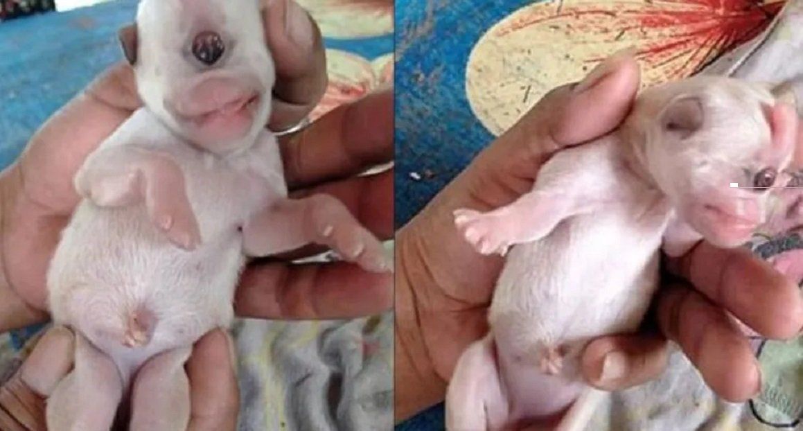 Conmoción por el nacimiento de Kevin, el cachorro cíclope