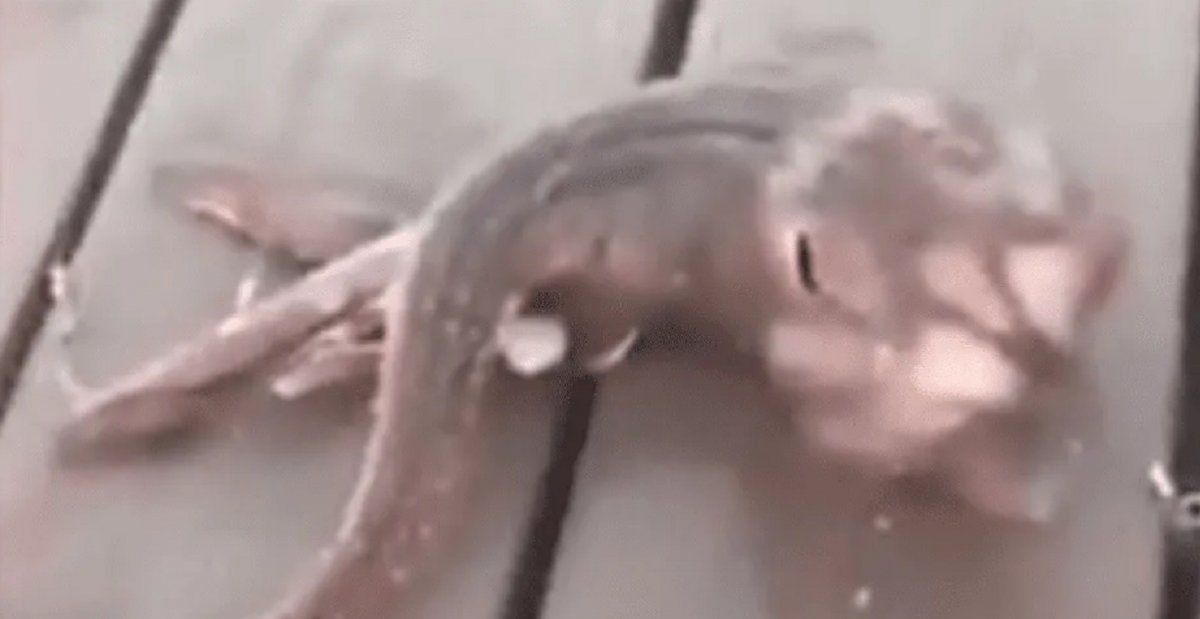 Video: la extraña criatura marina que descubrieron en una península neoyorkina