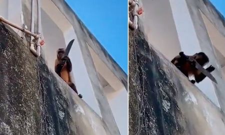 Video: un mono armado amenazó a los vecinos, robó galletitas y se llevó jabón en polvo de una casa Video: un mono armado amenazó a los vecinos, robó galletitas y se llevó jabón en polvo de una casa