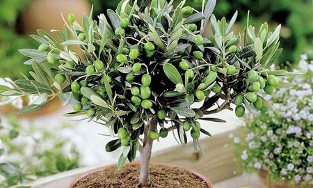 El olivo es considerado un regalo de herencia, ya que su resistencia lo convierte en un árbol que puede acompañar a una familia durante generaciones. El olivo es considerado un regalo de herencia, ya que su resistencia lo convierte en un árbol que puede acompañar a una familia durante generaciones.