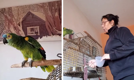 Grabó a su loro hablando en cordobés y se hizo viral en TikTok. Grabó a su loro hablando en cordobés y se hizo viral en TikTok.
