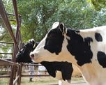 12.000 millones de litros de leche y la necesidad de adecuarse a la exportación 12.000 millones de litros de leche y la necesidad de adecuarse a la exportación