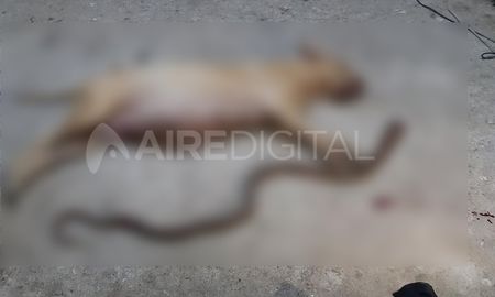 la conmovedora historia de la perra que salvo a su familia de una cobra venenosa la conmovedora historia de la perra que salvo a su familia de una cobra venenosa