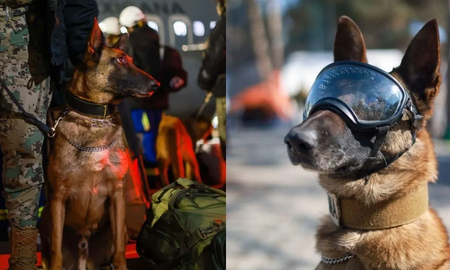 El mejor amigo del hombre: Ecko, el perro rescatista, festejó su cumple entre rescates en Turquía El mejor amigo del hombre: Ecko, el perro rescatista, festejó su cumple entre rescates en Turquía