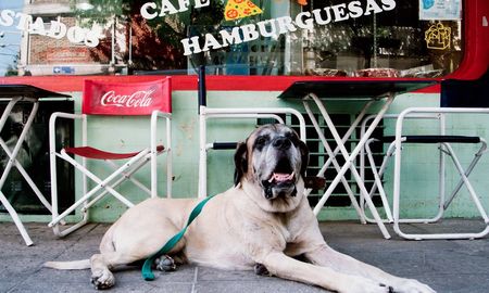 La Ley Conan modifica la legislación actual de maltrato animal. La Ley Conan modifica la legislación actual de maltrato animal.