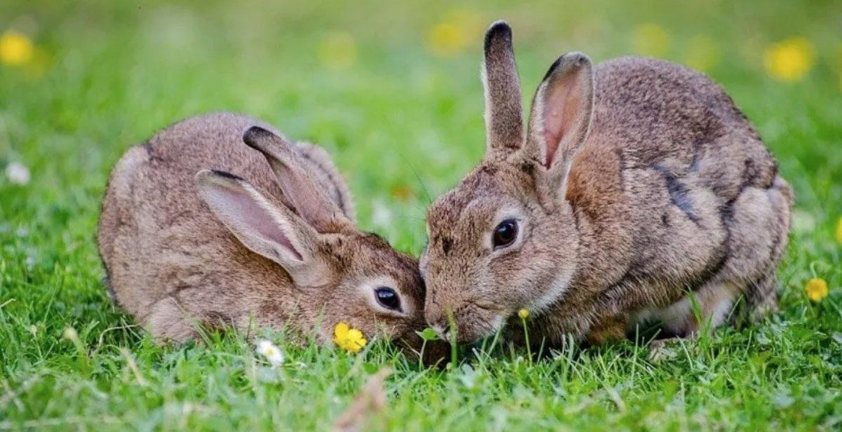 Conejos silvestres