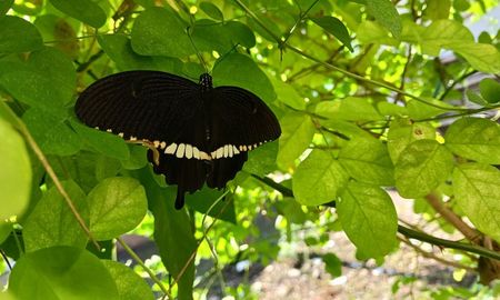 Qué significa que una mariposa negra entre a tu casa. Qué significa que una mariposa negra entre a tu casa.