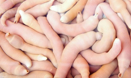 Aparecieron peces pene en una playa patagónica y sorprendieron a los habitantes Aparecieron peces pene en una playa patagónica y sorprendieron a los habitantes