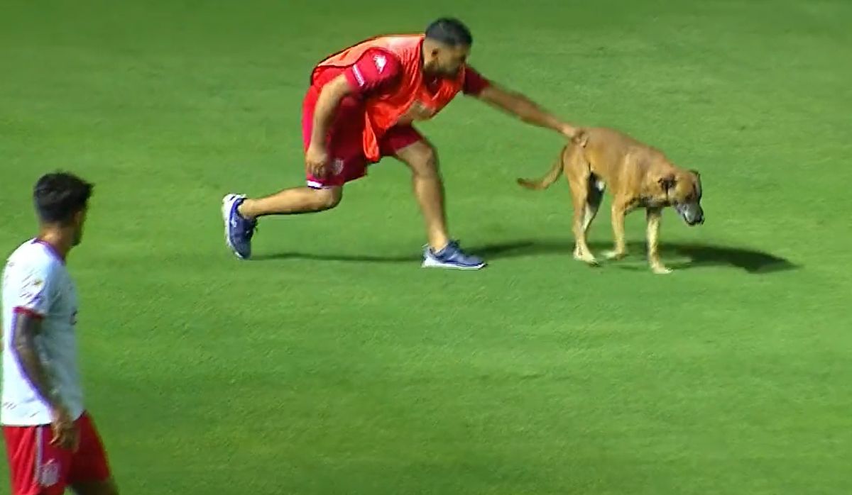 Un perro ingresó al campo de juego durante el partido entre Unión y Estudiantes.