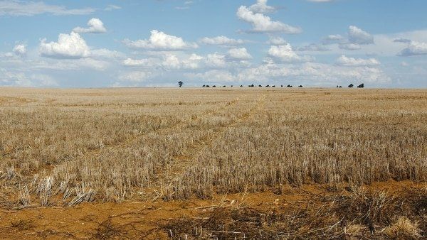 Campo: Prevén que la sequía ocasionará una pérdida de u$s 4.350 millones