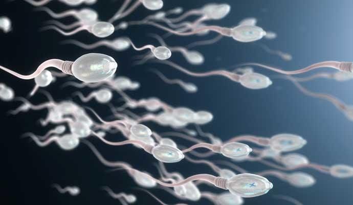 semen 1.jpg