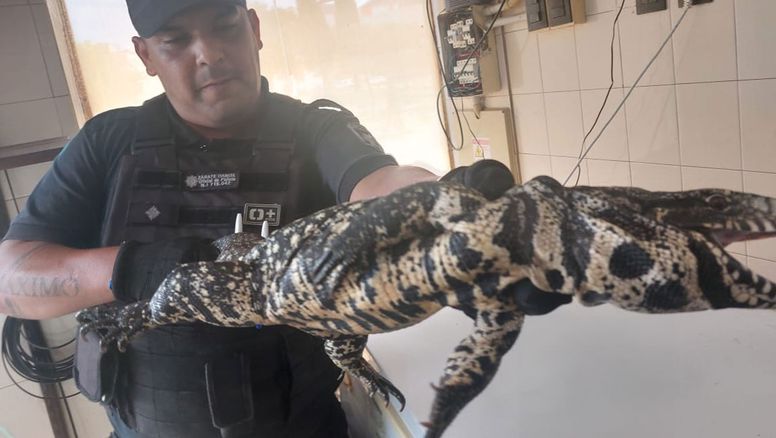 Santa Fe: un lagarto sorprendió a todos en un negocio en pleno Bulevar Pellegrini