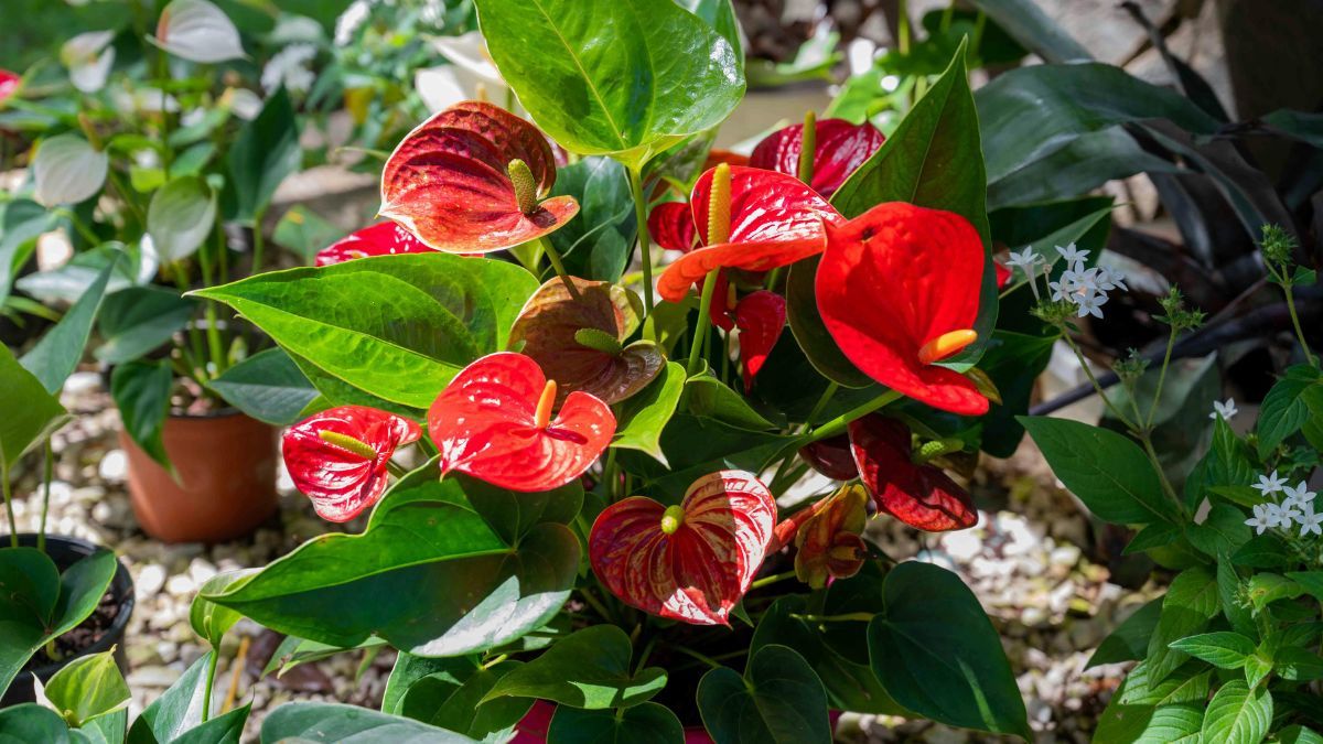 Un sustrato con buen drenaje y riegos moderados son claves para que esta planta siga dando flores. Un sustrato con buen drenaje y riegos moderados son claves para que esta planta siga dando flores.