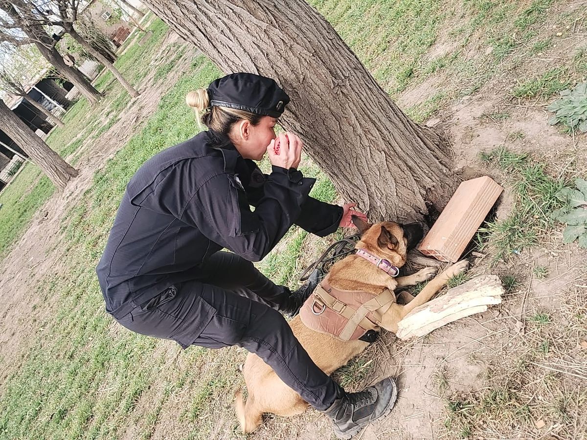 Los perros Pastor Belga Malinois están entrenados para buscar sustancias prohibidas y equipos de telefonía móvil.