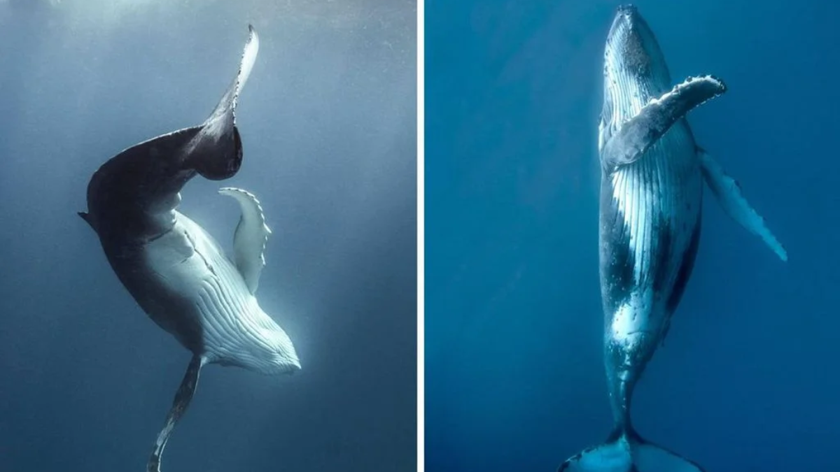 El salto de una ballena jorobada, la especie que rompió récords al cruzar océanos enteros. El salto de una ballena jorobada, la especie que rompió récords al cruzar océanos enteros.