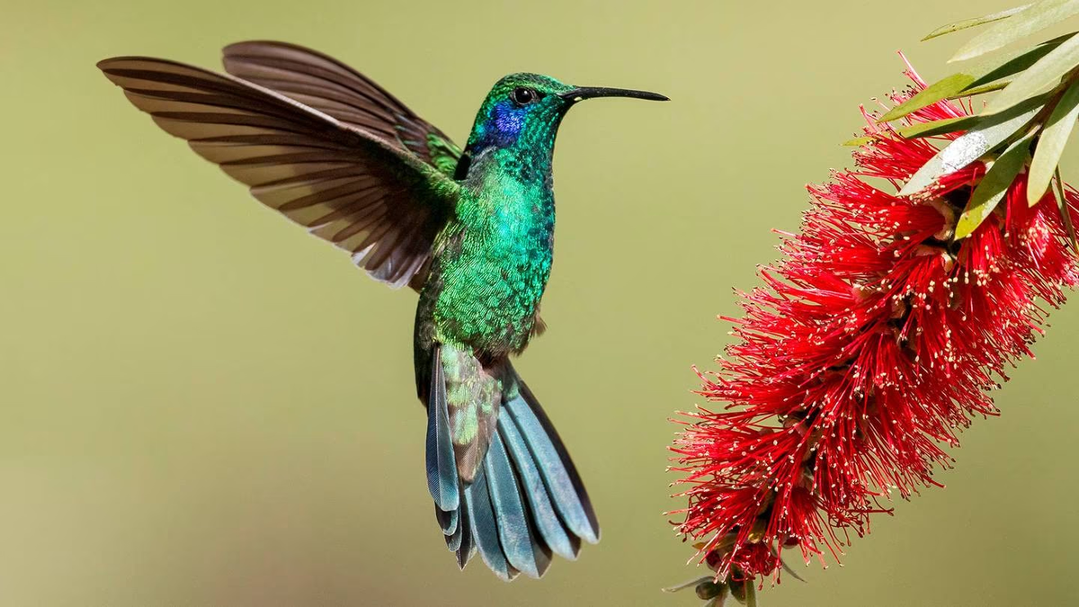 El colibrí tiene una forma de volar única a su especie que lo separa de las demás aves.