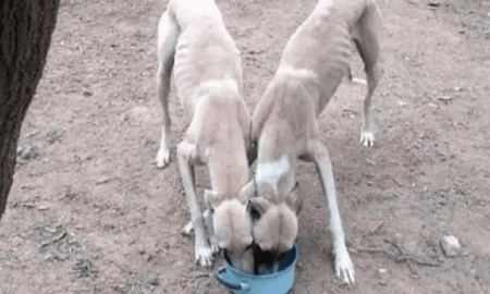 Córdoba: rescataron a seis galgos desnutridos que los usaban para alimentar a un perro pitbull Córdoba: rescataron a seis galgos desnutridos que los usaban para alimentar a un perro pitbull
