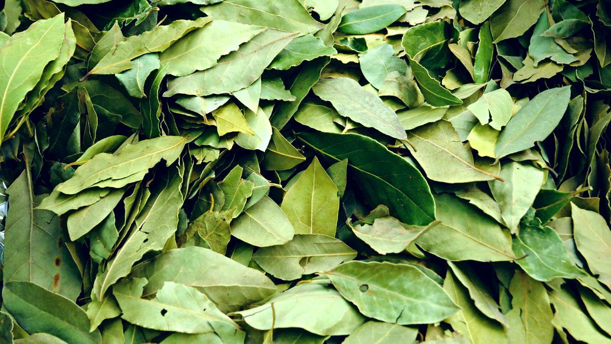 Se trata de una planta que puede ser considerada medicinal