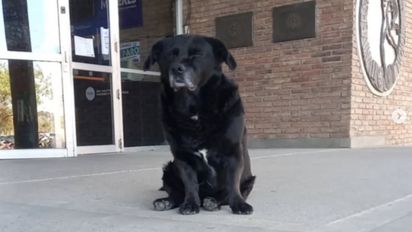 Denunciaron al dueño del pitbull que atacó y mató a 