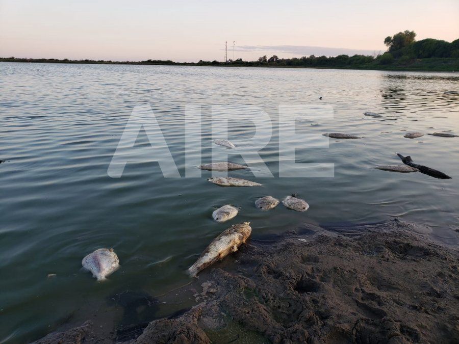 En los peces de la cuenca del río Paraná se detectó la presencia de partículas de plástico.