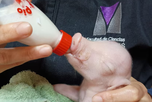 La Facultad de Ciencias Veterinarias de la UBA y la UNSAM lograron el primer cerdo modificado para trasplantes en América Latina, un avance regional (UBA)