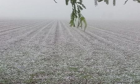 El productor santiagueño Nicolás Baradel compartió con el portal AgroPerfiles fotos de cómo se veía su campo de algodón inmediatamente después de la caída de granizo. El productor santiagueño Nicolás Baradel compartió con el portal AgroPerfiles fotos de cómo se veía su campo de algodón inmediatamente después de la caída de granizo.