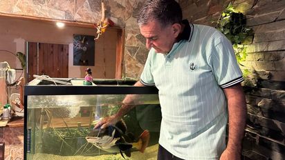 La historia de Gordo, el pez del Amazonas que terminó en Santa Fe: su dueño pide ayuda