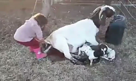 Una niña ayuda a nacer a un cabrito: el vídeo viral que abrió el debate sobre la diferencia entre los niños de campo y ciudad Una niña ayuda a nacer a un cabrito: el vídeo viral que abrió el debate sobre la diferencia entre los niños de campo y ciudad