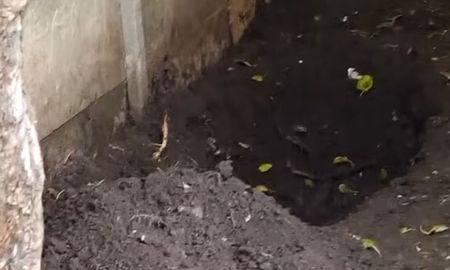 El menos encontró a su madre enterrada en el patio de la casa. El menos encontró a su madre enterrada en el patio de la casa.