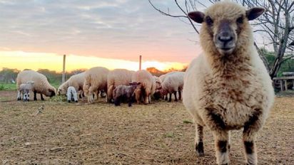 Entre Ríos produce carne ovina de calidad, pero el consumo sigue estancado