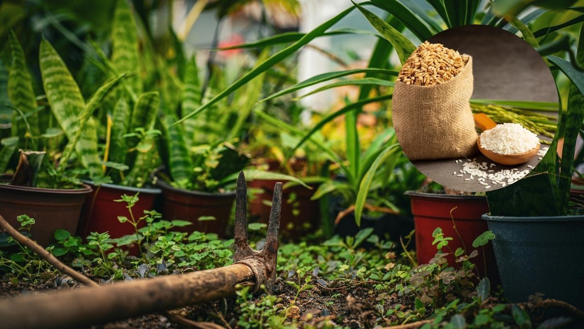 El truco con arroz que acelera el crecimiento del potus y mejora el brillo de sus hojas.