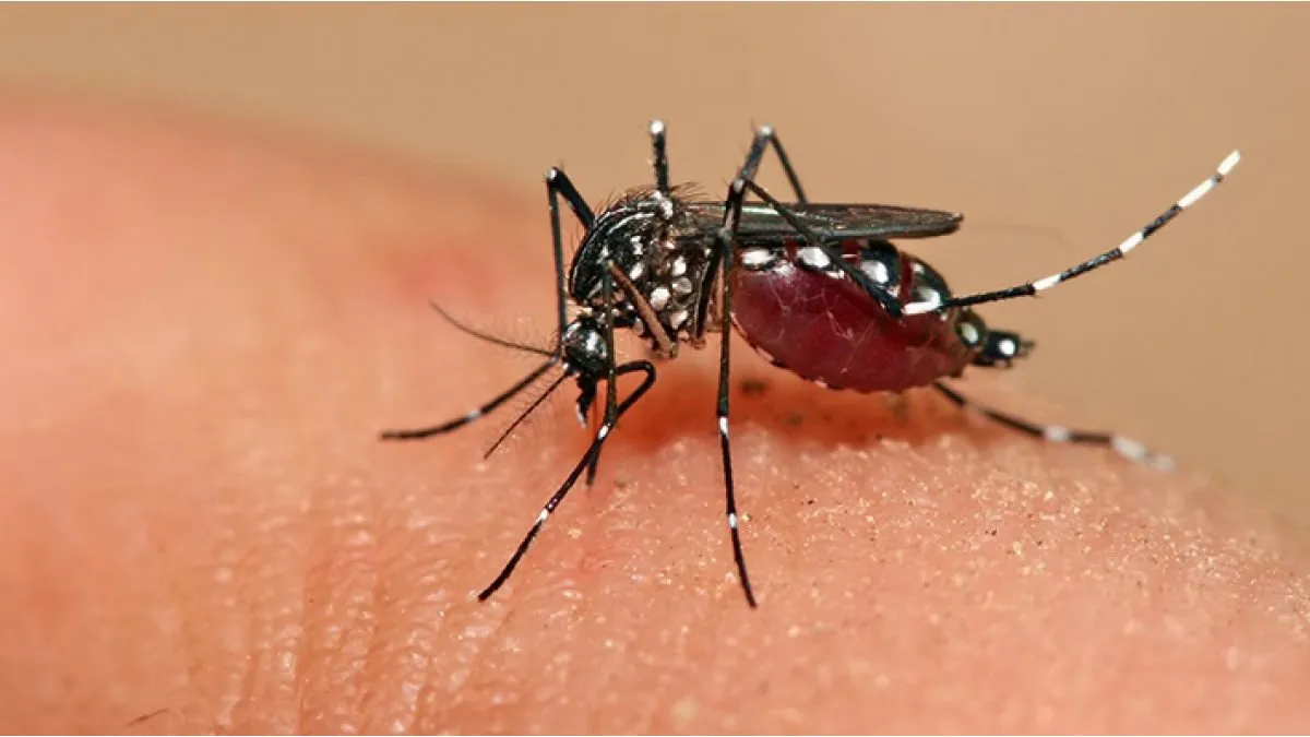 El mosquito se alimenta con sangre de una persona infectada por el virus dengue lo adquiere y luego de 8 a 12 días es capaz de transmitirlo a una persona sana a través de la picadura. La transmisión vertical madre-hijo es posible pero infrecuente. El mosquito se alimenta con sangre de una persona infectada por el virus dengue lo adquiere y luego de 8 a 12 días es capaz de transmitirlo a una persona sana a través de la picadura. La transmisión vertical madre-hijo es posible pero infrecuente.