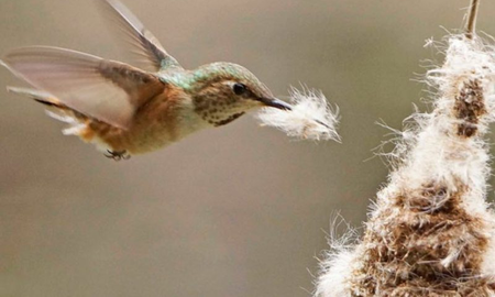 Cómo duermen los colibrís Cómo duermen los colibrís