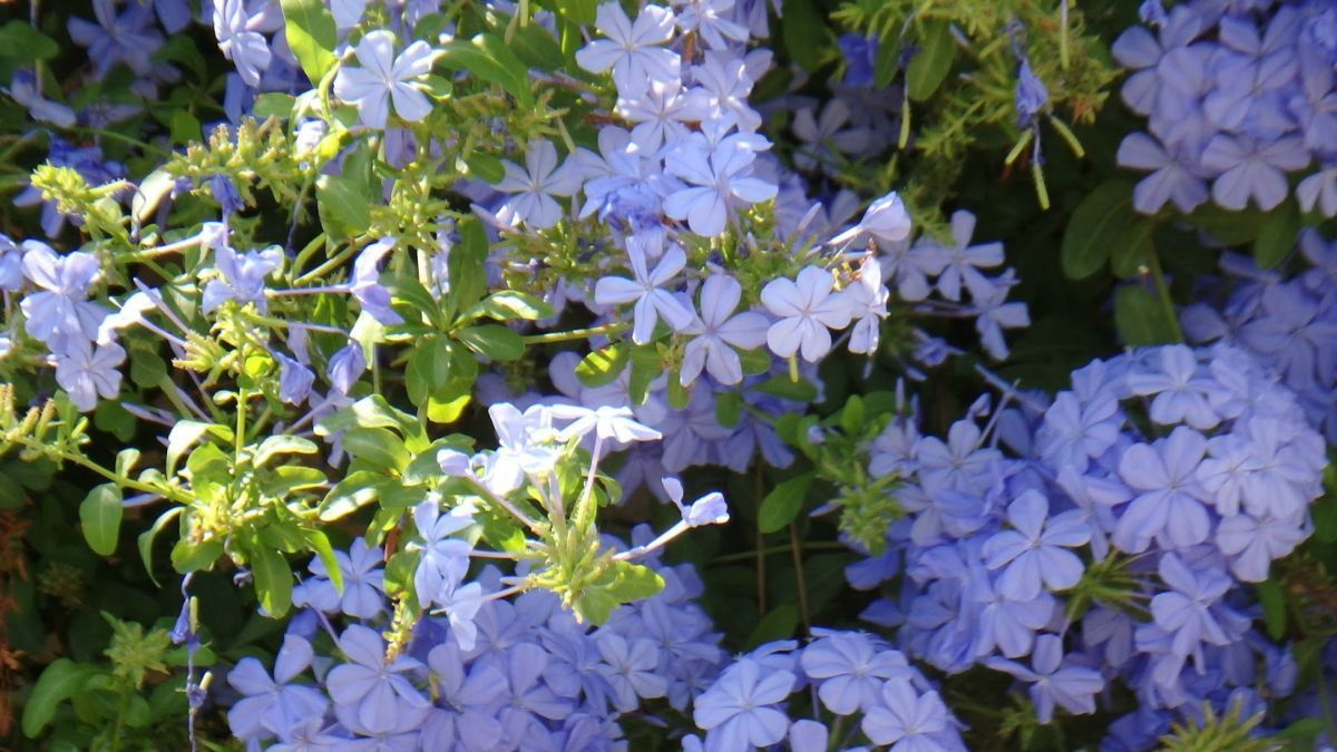Su belleza y su resistencia lo convierten en un aliado perfecto para quienes buscan un jardín lleno de vida durante todo el verano.