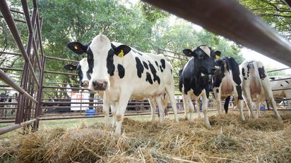 Concursos ganaderos en TodoLáctea 2025: premiaron vacas lecheras y novillos gordos en Santa Fe, Córdoba y Entre Ríos