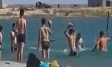 golpearon a una foca con palos hasta dejarla inconsciente para que sus nietos se sacaran fotos golpearon a una foca con palos hasta dejarla inconsciente para que sus nietos se sacaran fotos