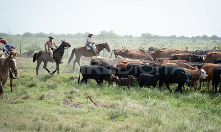 Crecida del Paraná: faltan campos y barcazas para el traslado de 400 mil cabezas de ganado en la zona de islas Crecida del Paraná: faltan campos y barcazas para el traslado de 400 mil cabezas de ganado en la zona de islas