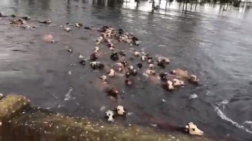 Video: En Corrientes el desborde de los arroyos arrastró el ganado