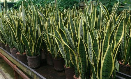 Por su capacidad de liberar oxígeno durante la noche, la Sansevieria es la planta número uno recomendada por especialistas para mejorar el descanso. Por su capacidad de liberar oxígeno durante la noche, la Sansevieria es la planta número uno recomendada por especialistas para mejorar el descanso.