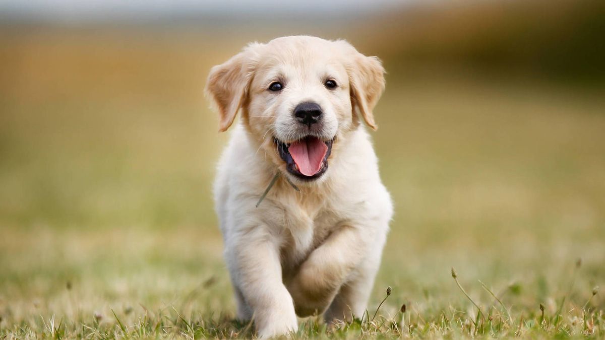 El reconocido veterinario Juan Enrique Romero habló del cuidado de nuestras mascotas durante el aislamiento.&nbsp;
