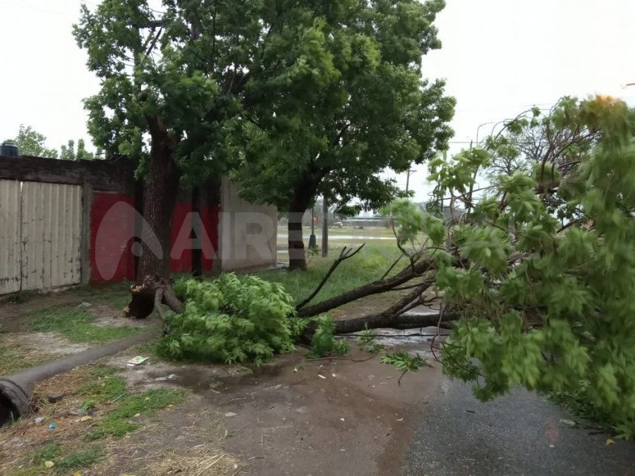 Por la tormenta se cayó un árbol en Fray de Oro al 9700, frente a la escuela San Luis Gonzaga.
