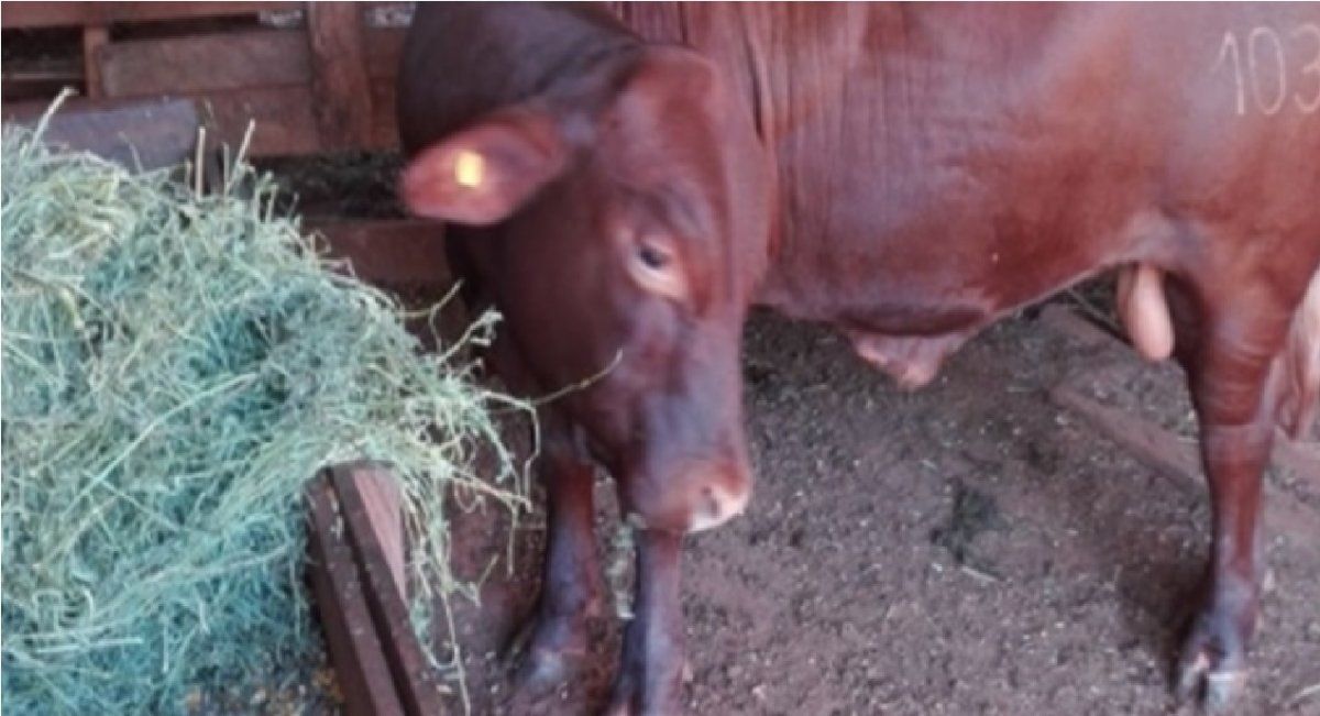 Entraron delincuentes a su chacra y le faenaron un toro