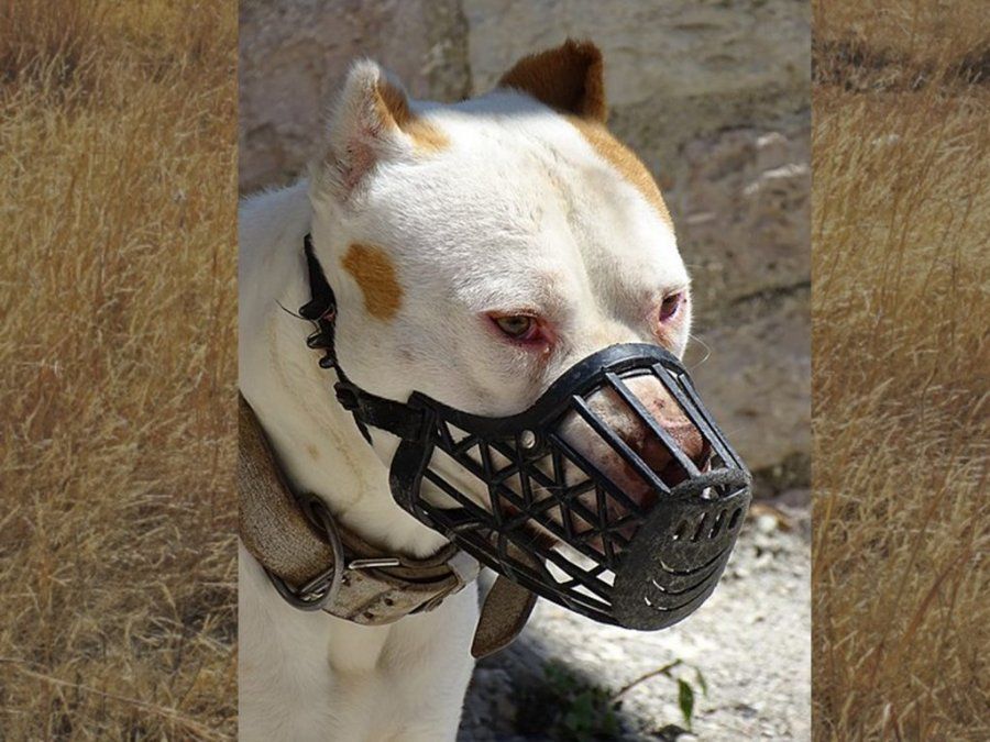 Las multas más caras se aplican para los propietarios, adiestradores o paseadores que circulen por la vía pública con más de dos animales de estas características, o los lleven sin correa y bozal.