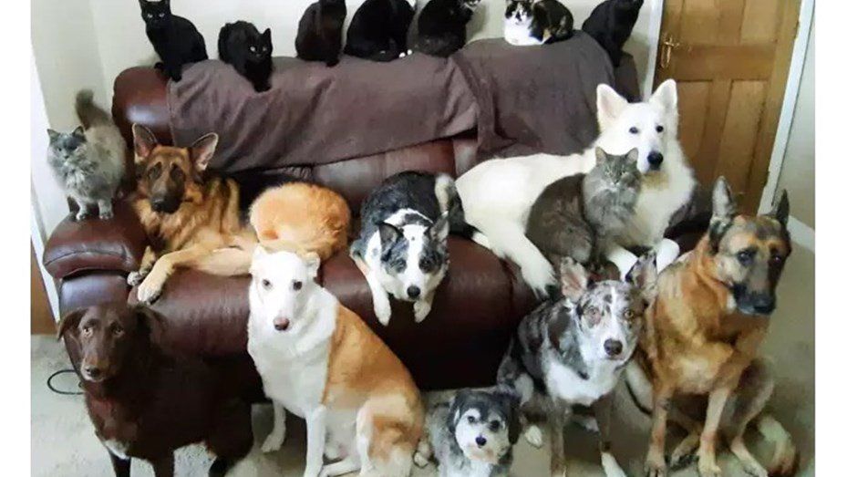 Con sus 17 mascotas, logró la foto familiar perfecta