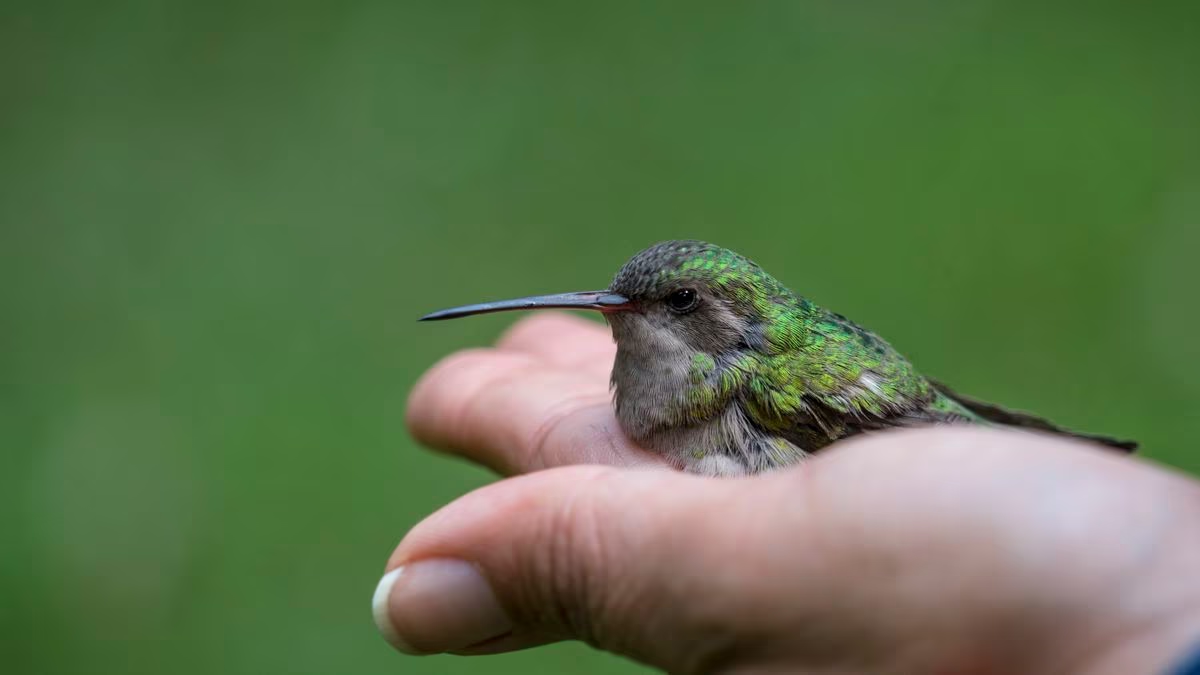 El increíble significado de que un colibrí se acerque a ti 